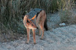 Etosha black-backed jackal