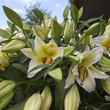Bush of a white lily