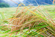 Paddy rice in field