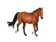 A beautiful horse isolated in white background