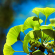 Foto: Ginkgo biloba green leaves on a tree Ginkgo biloba green leaves on a tree