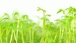 cress sprouts shiver