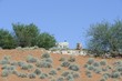 Cattle foraging in the Kalahari Desert, South Africa