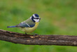 Mésange bleue