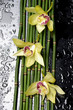 three orchid with bamboo grove on wet black background