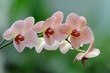Phalenopsis orchid