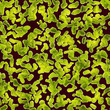 bacteria background render