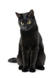 Cute black cat isolated on white