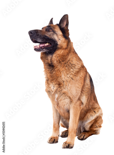 Photo: german shepherd german shepherd