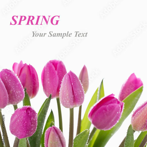 Photo: Pink tulips on a white background Pink tulips on a white background