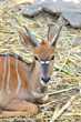 Nyala