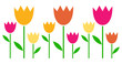 Vektor: Colorful spring Tulips in row isolated on white Colorful spring Tulips in row isolated on white