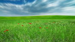 field of green ears and cloudy sky