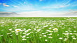 chamomile flowers