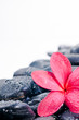 Red Frangipani flower on black hot stones close-up