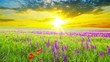 field of flowers and the cloudy sky
