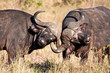 Two cape buffalo figting in long grass