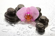 Spa stones and orchid flower, on wet background.