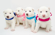 husky puppies