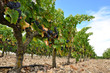 Viñedo con uvas, La Rioja (España)