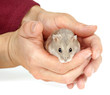 Dwarf Hamster