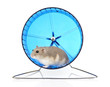 Dwarf Hamster in Exercise Wheel