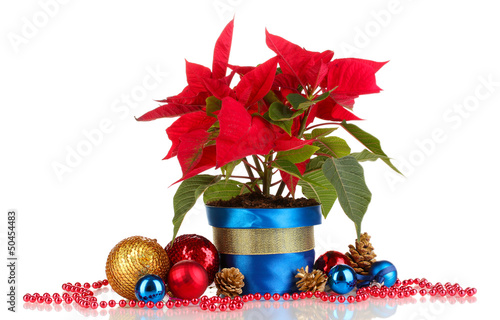 Photo: Beautiful poinsettia with christmas balls isolated on white Beautiful poinsettia with christmas balls isolated on white