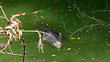 Varanus salvator swimming in the water,HD 1080P