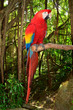 Macaw Parrot Perched in a Branch