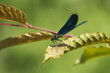 Libelle auf Blatt freigetellt