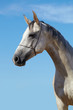 Photo: Horse portrait Horse portrait