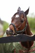 Photo: Horse portrait Horse portrait