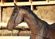 Photo: Horse portrait Horse portrait