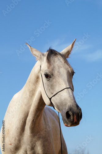 Photo: Horse portrait Horse portrait