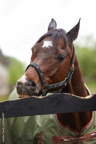 Photo: Horse portrait Horse portrait