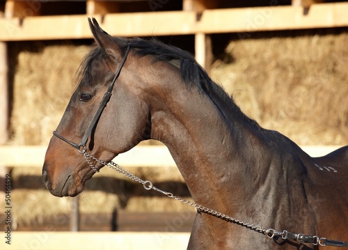 Photo: Horse portrait Horse portrait