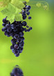 grappe de raisin