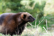 Wolverine Closeup