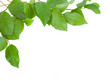 green leaves