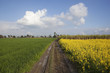 classic Punjabi landscape