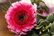 Photo: pretty flowers pretty flowers