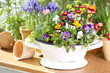 Bunte Frühlingsblumen