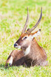 Kobus ellipsiprymnus defassa