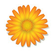 Ringelblume - Calendula officinalis