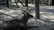 elk at the zoo