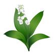 Lily of the Valley