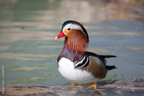 Photo: mandarinente mandarinente