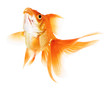 Gold Fish on White Background