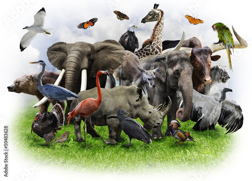 Photo: Animals Collage Animals Collage