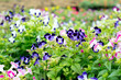 Beautiful  torenia flower  blooming in garden